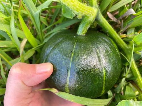 贝贝瓜怎怎吃,怎怎吃出美味新体验