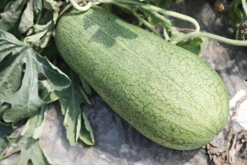 夏天吃甜蜜的瓜,夏日甜蜜瓜果盛宴