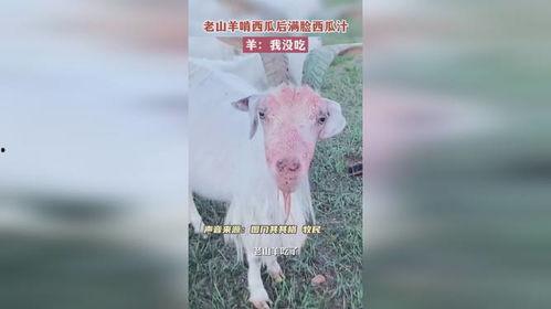 羊吃瓜吗,揭秘羊吃瓜的奇妙现象