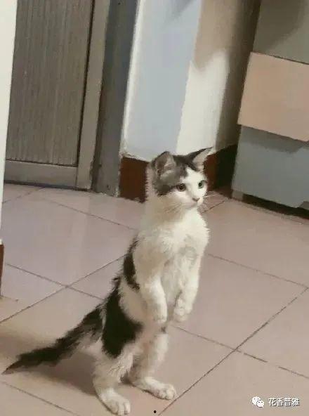 带你吃瓜土拨鼠,带你领略“带你吃瓜土拨鼠”的独特魅力