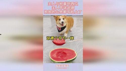 吃瓜狗狗和主人,趣味横生的日常互动