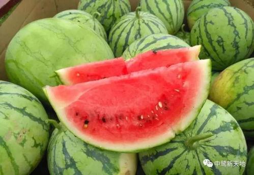 吃瓜等瓜,揭秘吃瓜群众的趣味生活