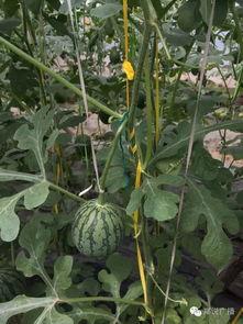 郑州工厂吃瓜,清凉一夏，欢乐无限