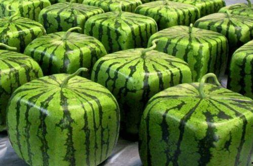 其他国吃瓜,各国独特美食，吃瓜群众纷纷围观