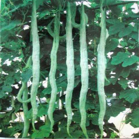 蛇瓜生吃还是熟吃,生吃还是熟吃，营养与口感的双重享受