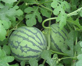 瓜尖孕妇可以吃吗,安全与营养两不误