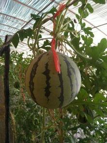 吊瓜不熟可以吃吗,揭秘吊瓜成熟标准与食用安全