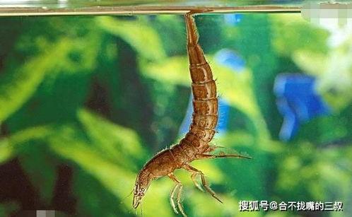 鱼苗吃小瓜虫,共生共荣的生态奇观