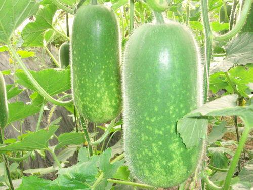 吃瓜超有料二,娱乐圈幕后真相大曝光