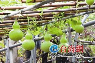 婴儿葫芦瓜怎么吃,婴儿葫芦瓜的简单美味食谱