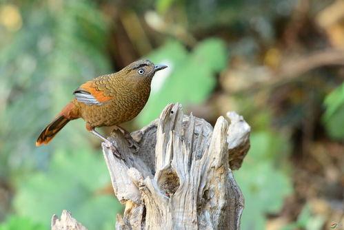 蓝翅吃瓜鸟,揭秘神秘鸟类的独特饮食习惯