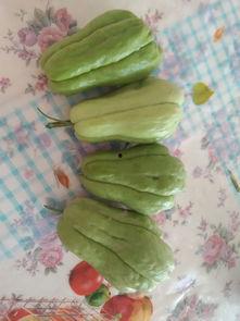 吃瓜大神啥意思