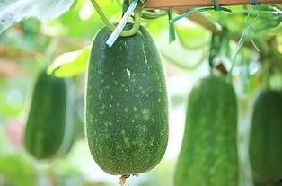 五月吃三瓜是哪三瓜,养生保健好时节