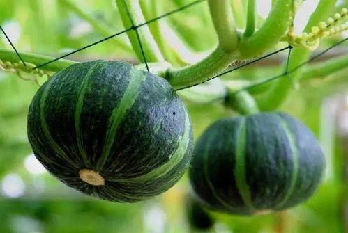 介休最近吃瓜事件,揭秘背后真相与网络舆论风暴