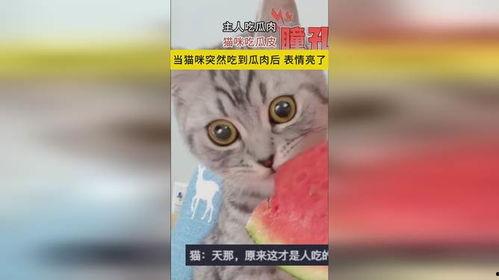 猫咪和主人吃瓜,喵星人与主人共享瓜果时光