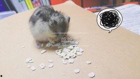 仓鼠管不管吃瓜,揭秘仓鼠对吃瓜的神秘态度