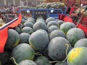 吃瓜骂瓜不甜什么心理,揭秘“吃瓜骂瓜不甜”背后的心理现象