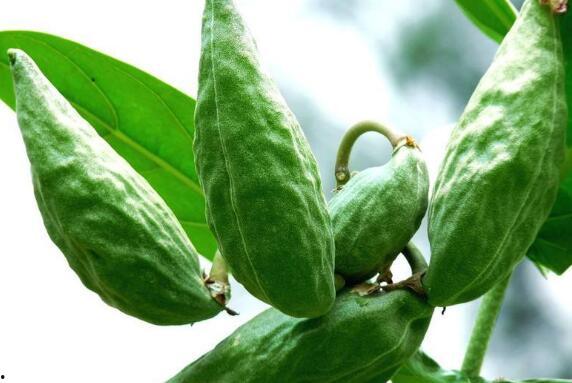 牛角瓜是直接吃,天然美味,直接食用,尽享健康与美味
