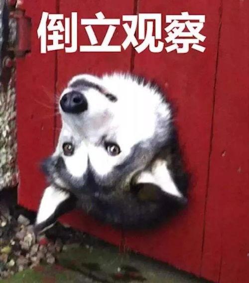 吃瓜卡住了,揭秘娱乐圈幕后真相